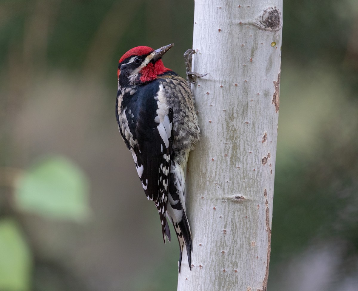 Red-naped Sapsucker - ML643922522