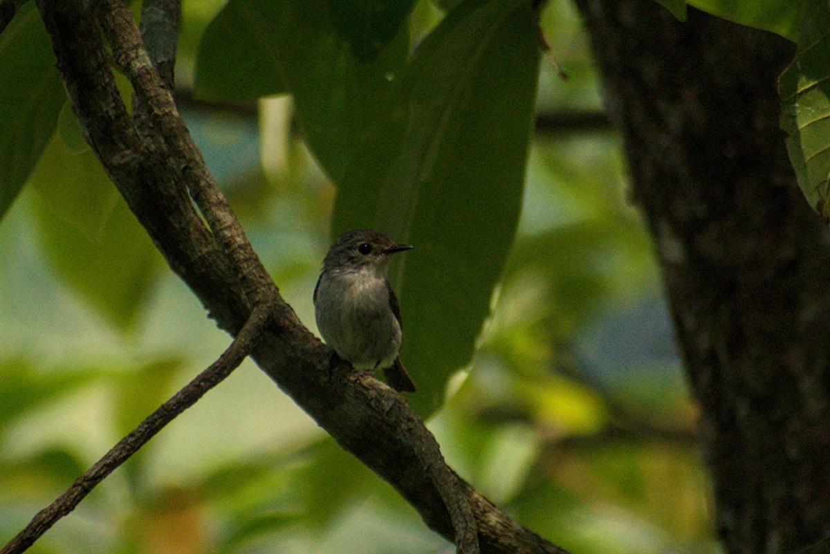 Little Pied Flycatcher - ML643922523