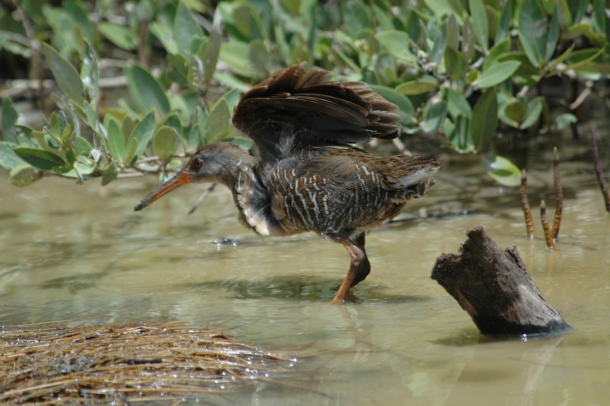 Clapper Rail - ML643922525