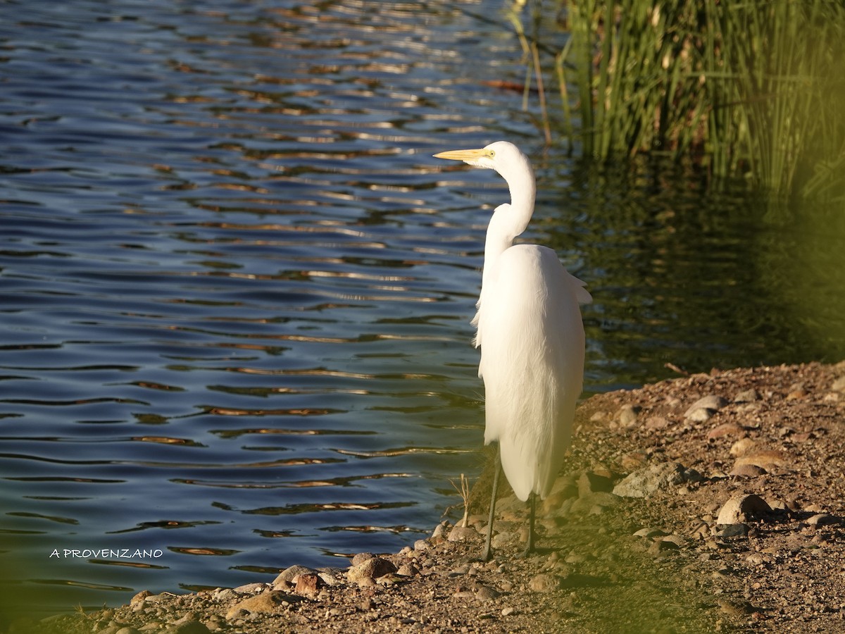 Great Egret - ML643922526
