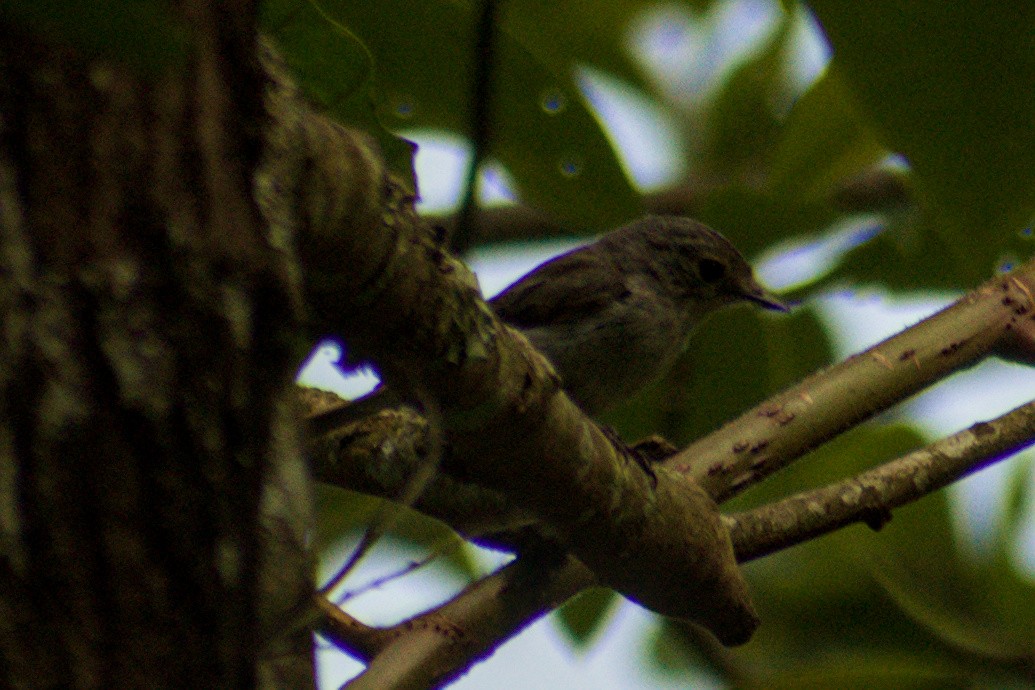 Little Pied Flycatcher - ML643922527