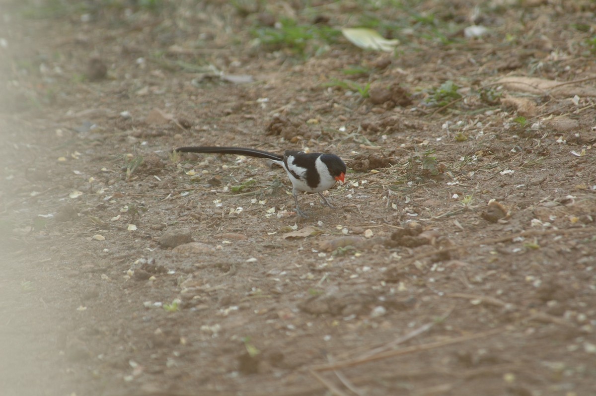 Pin-tailed Whydah - ML643922528