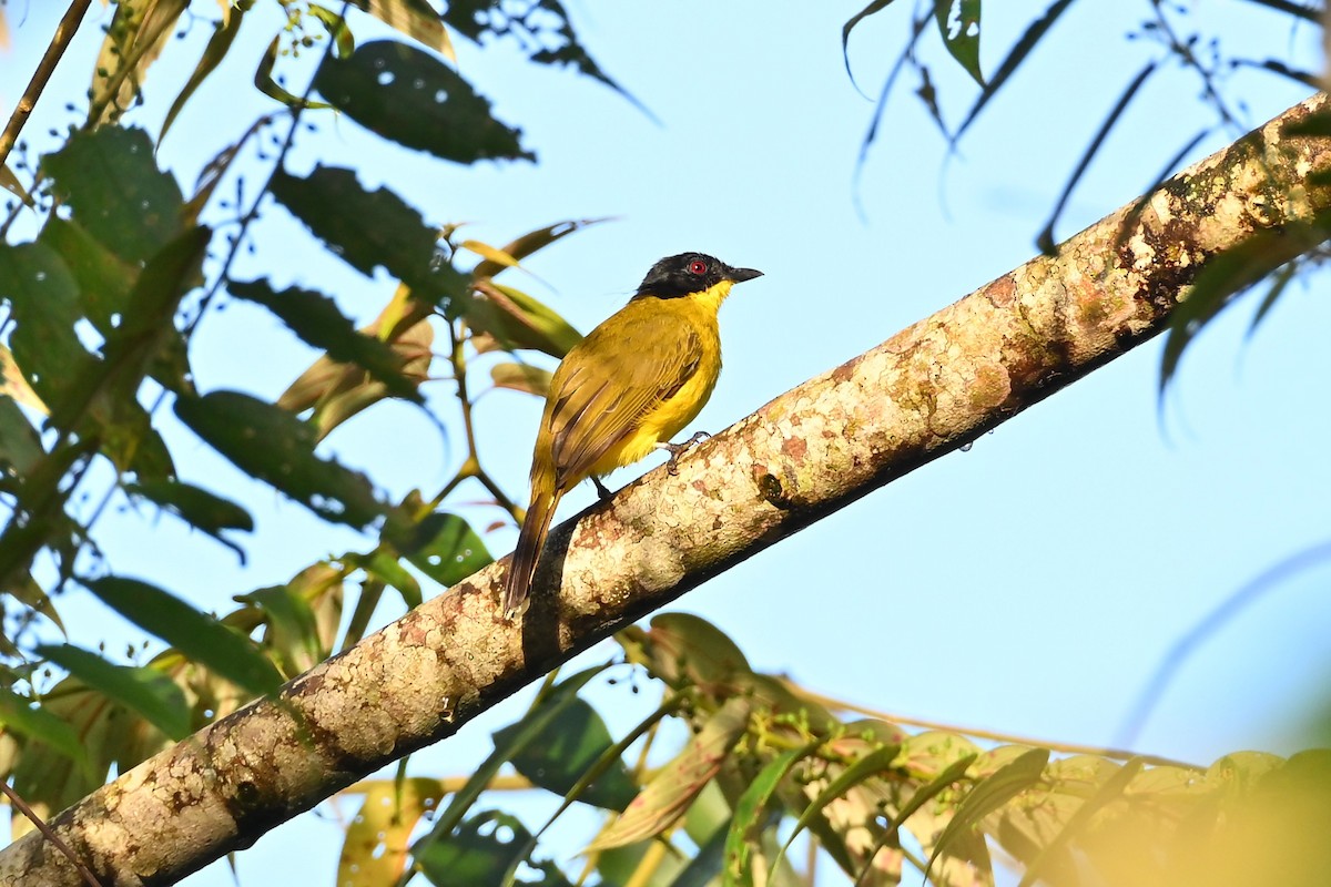 Black-capped Bulbul - ML643922529