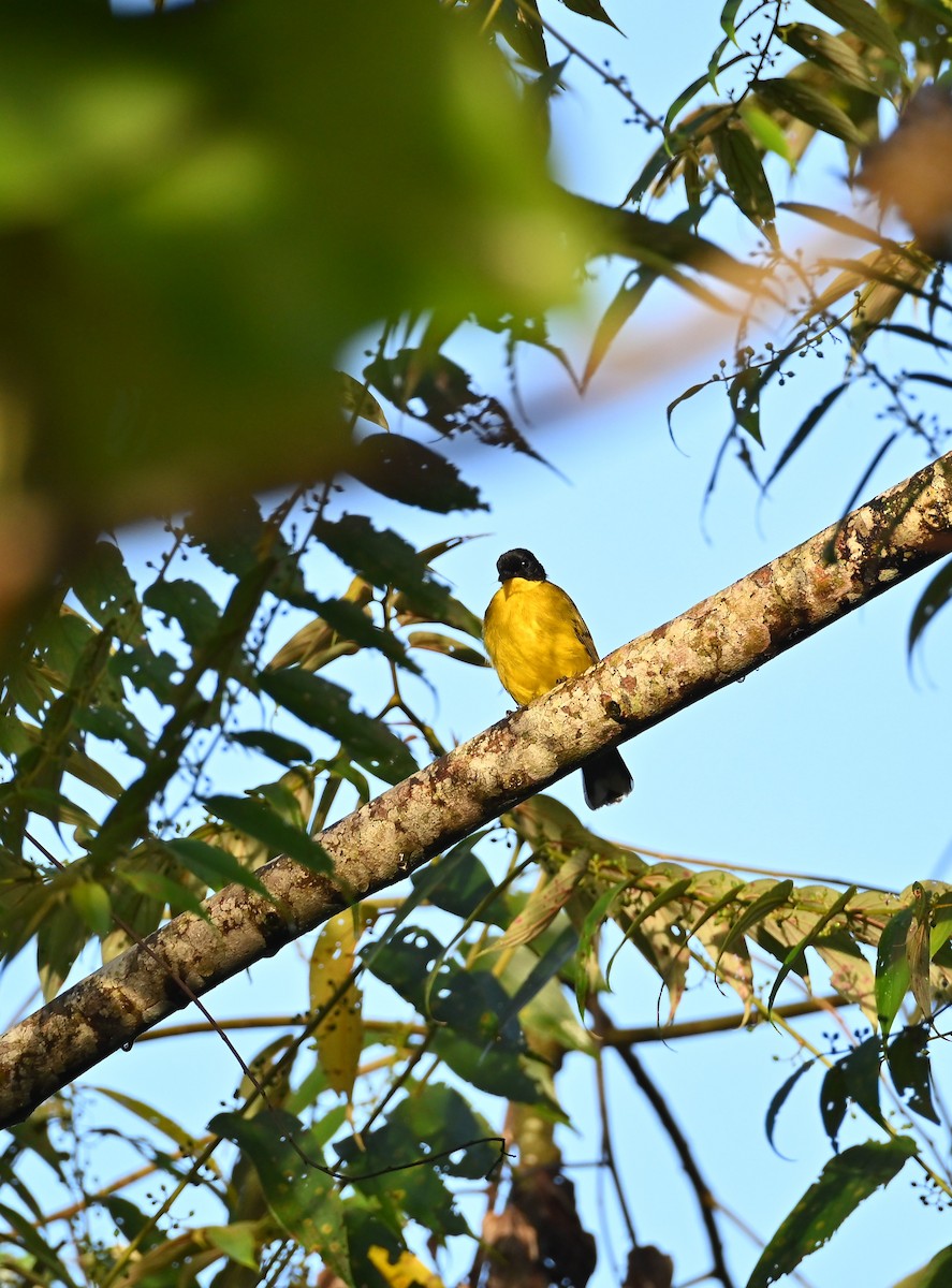 Black-capped Bulbul - ML643922530