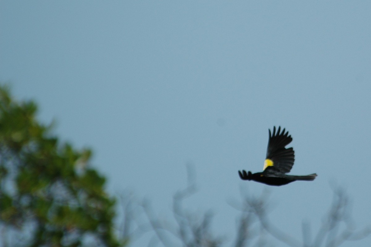 Yellow-shouldered Blackbird - ML643922531