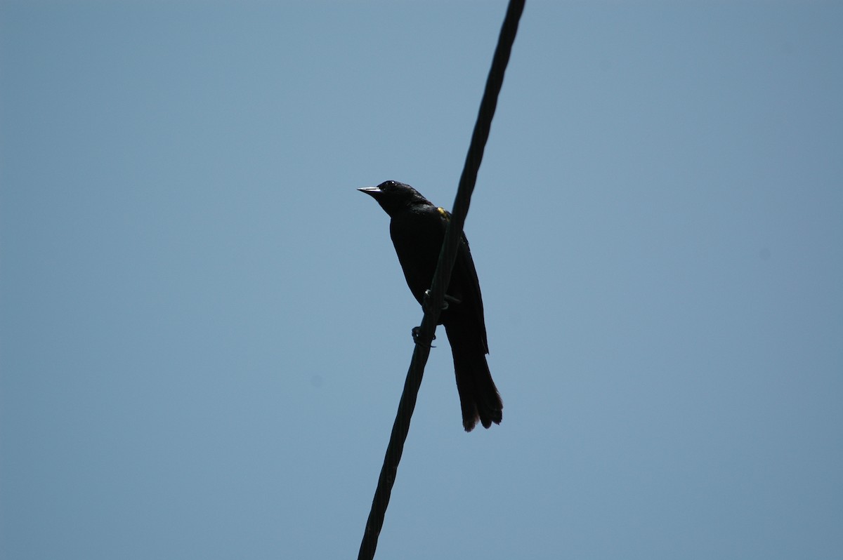 Yellow-shouldered Blackbird - ML643922532