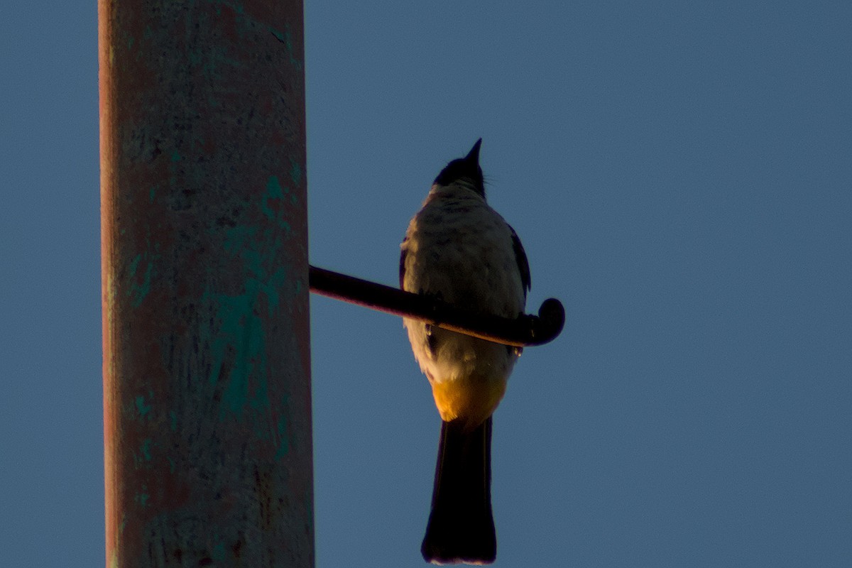 Bulbul Ventridorado - ML643922533