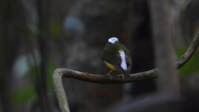 Snow-capped Manakin - ML643922534