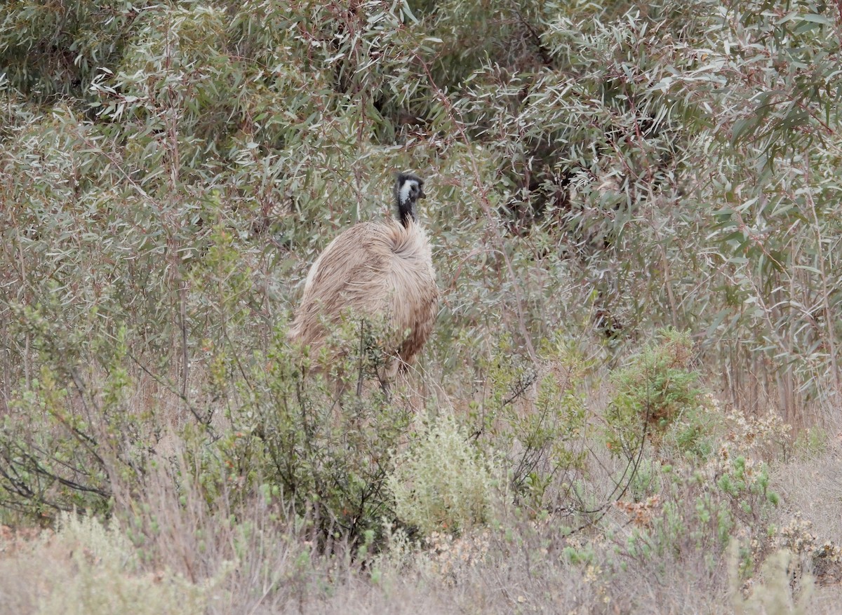Emu - ML643922535
