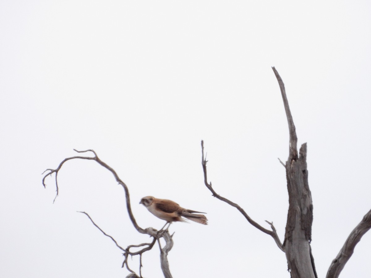 Brown Falcon - ML643922538