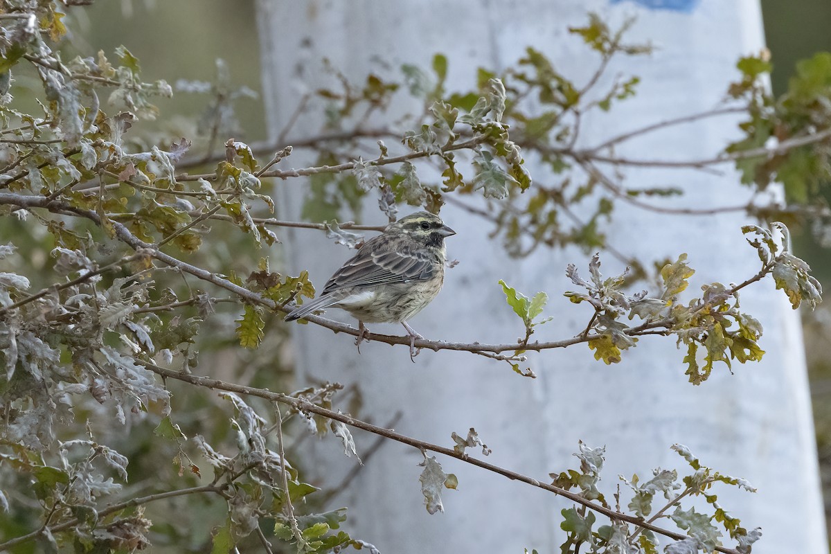 Cirl Bunting - ML643922543