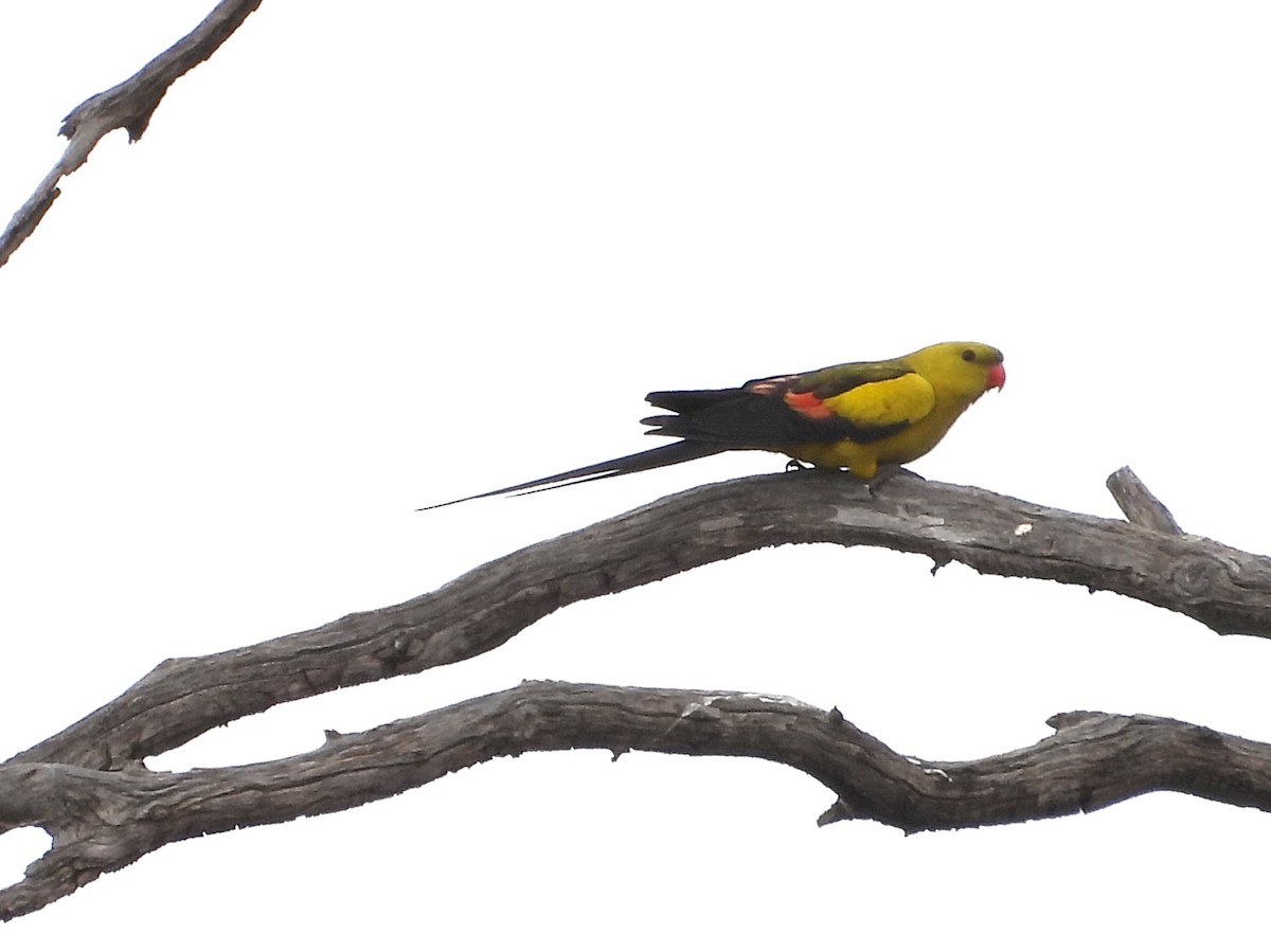 Regent Parrot - ML643922544