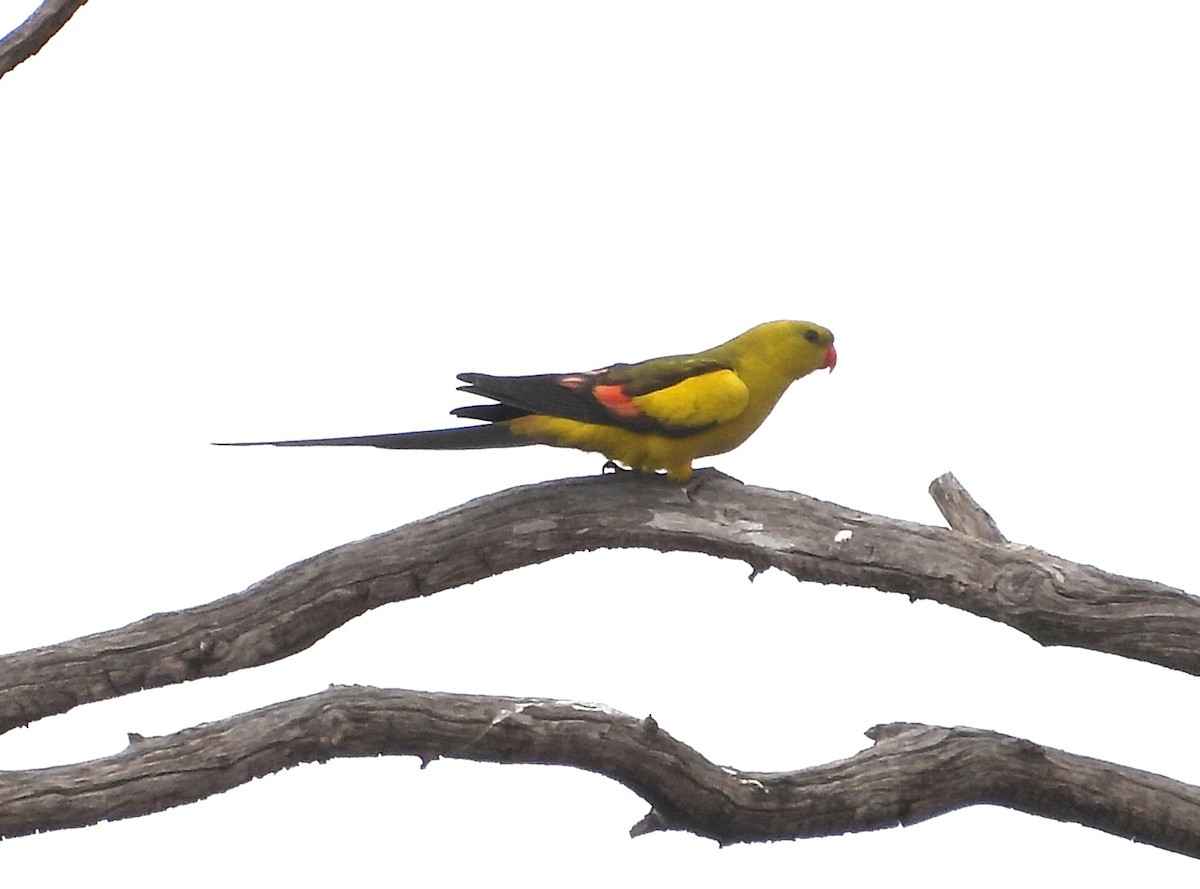 Regent Parrot - ML643922545