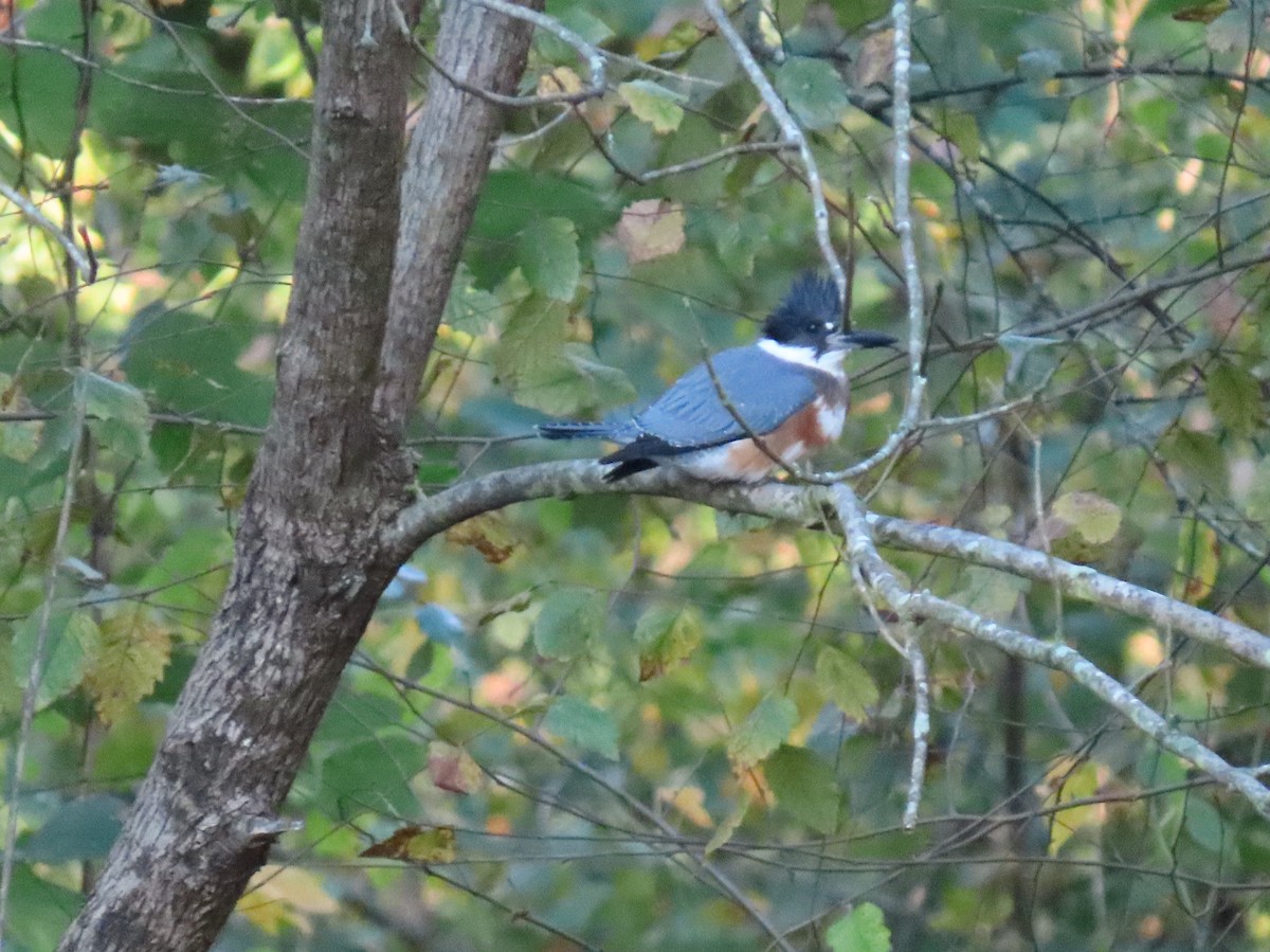 Belted Kingfisher - ML643922546