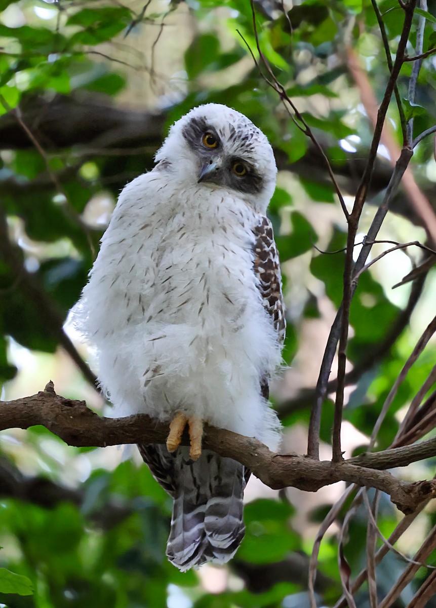Powerful Owl - ML643922547