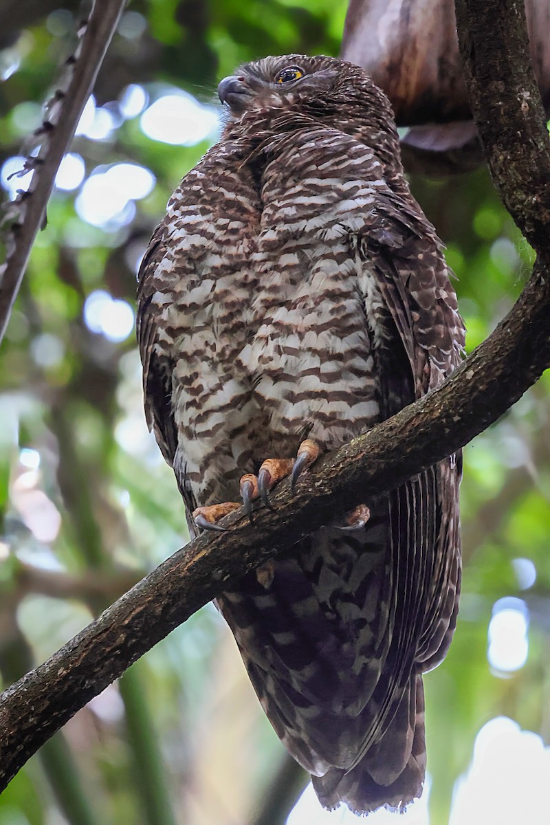 Powerful Owl - ML643922548
