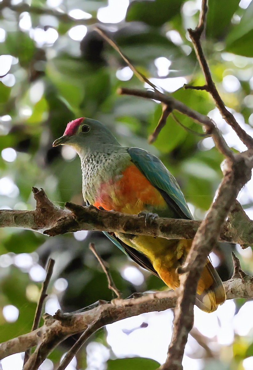 Rose-crowned Fruit-Dove - ML643922550
