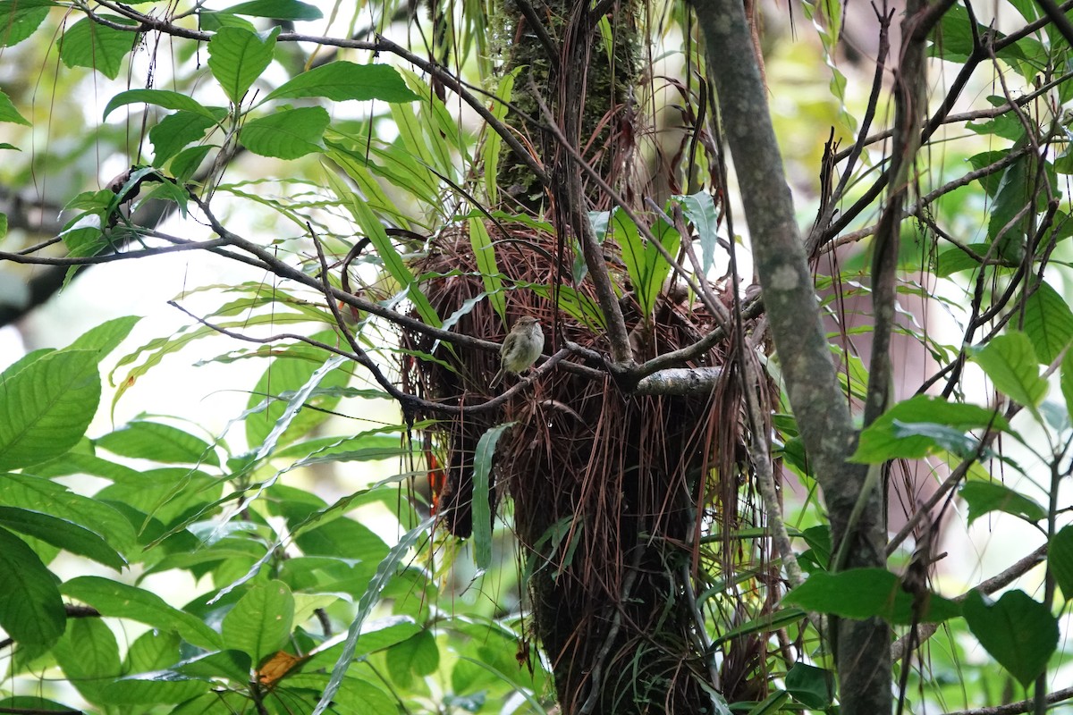 Scale-crested Pygmy-Tyrant - ML643922565
