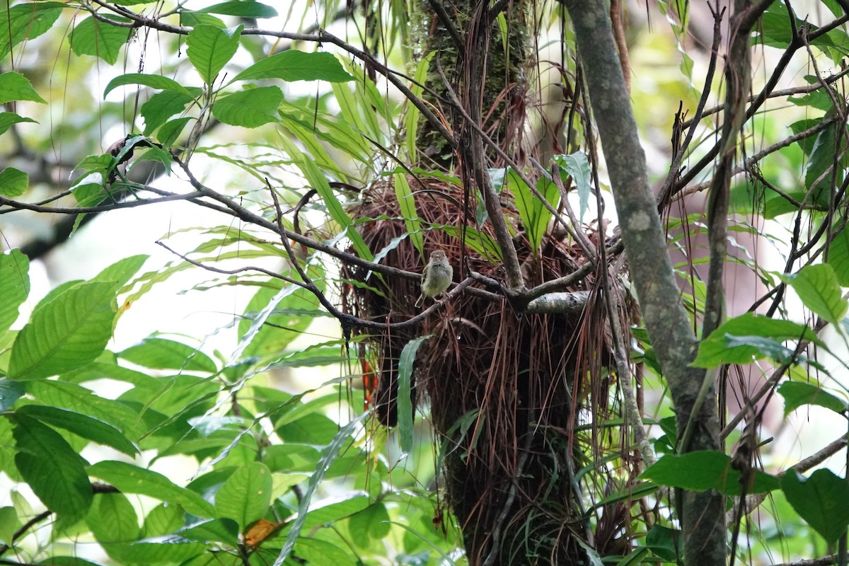 Scale-crested Pygmy-Tyrant - ML643922566
