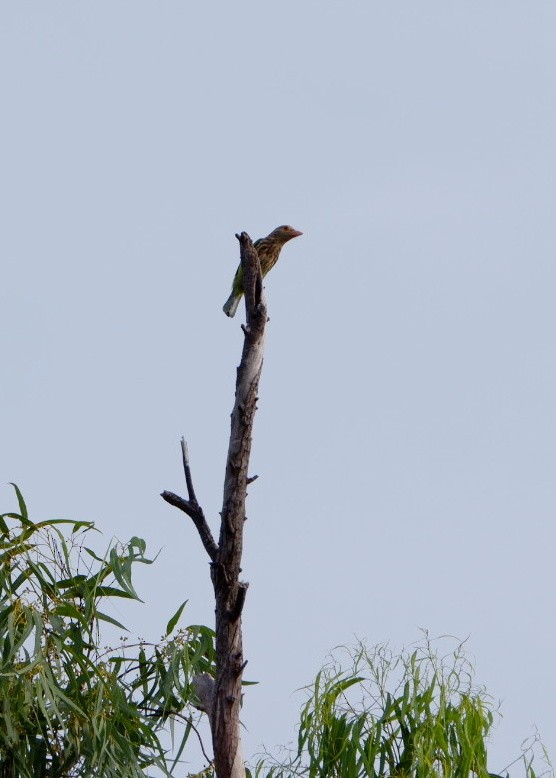 Lineated Barbet - ML643922572