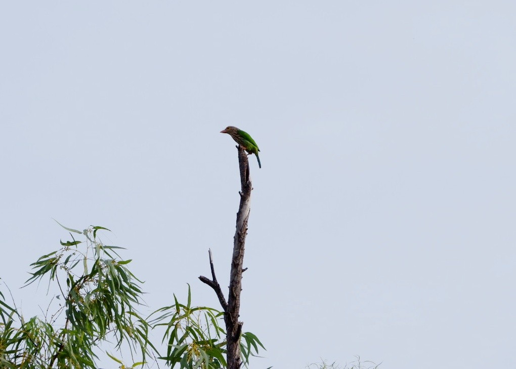 Lineated Barbet - ML643922573