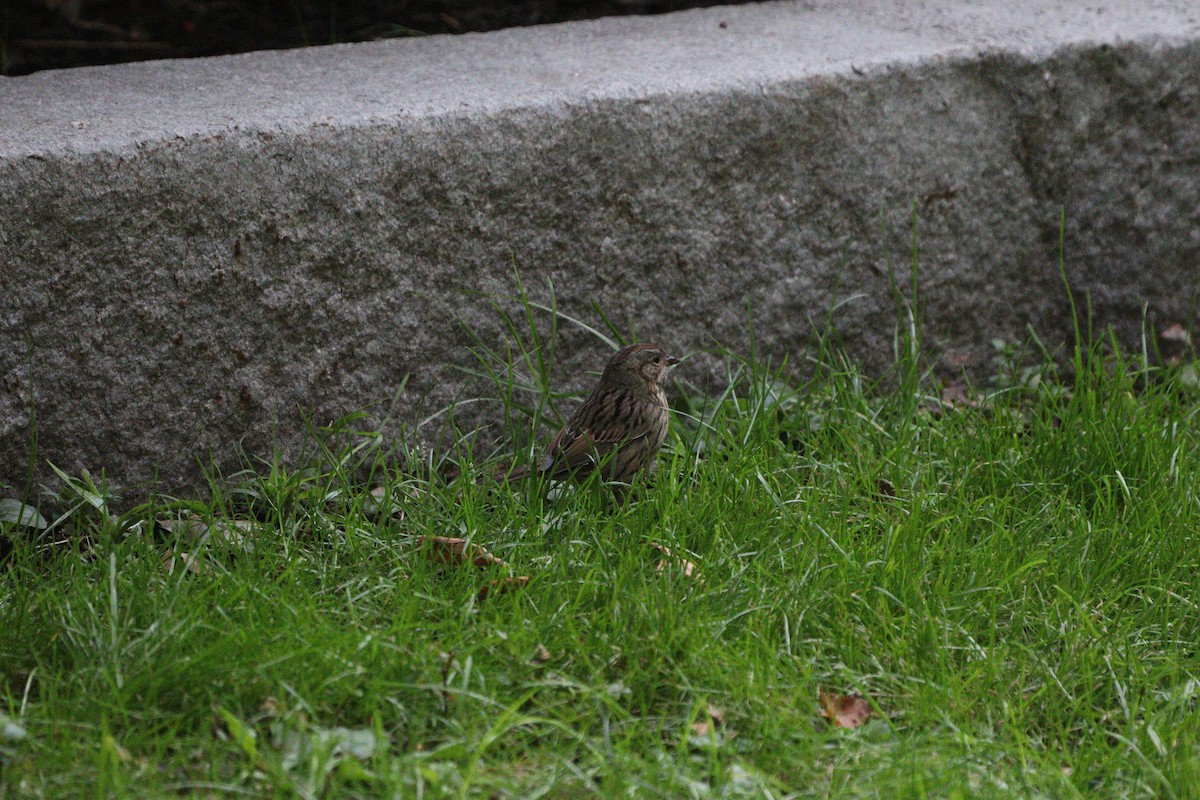 Lincoln's Sparrow - ML643922591