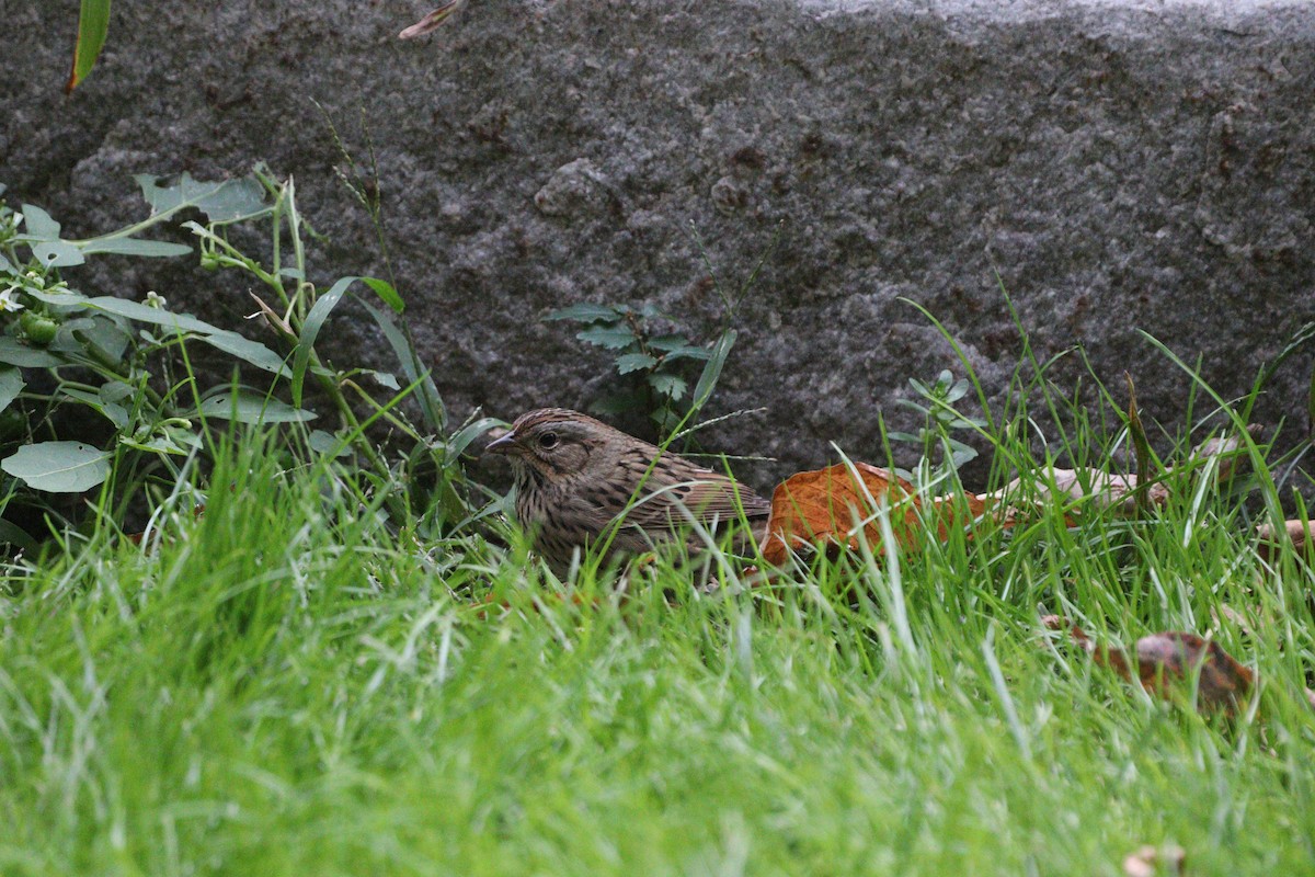 Lincoln's Sparrow - ML643922592