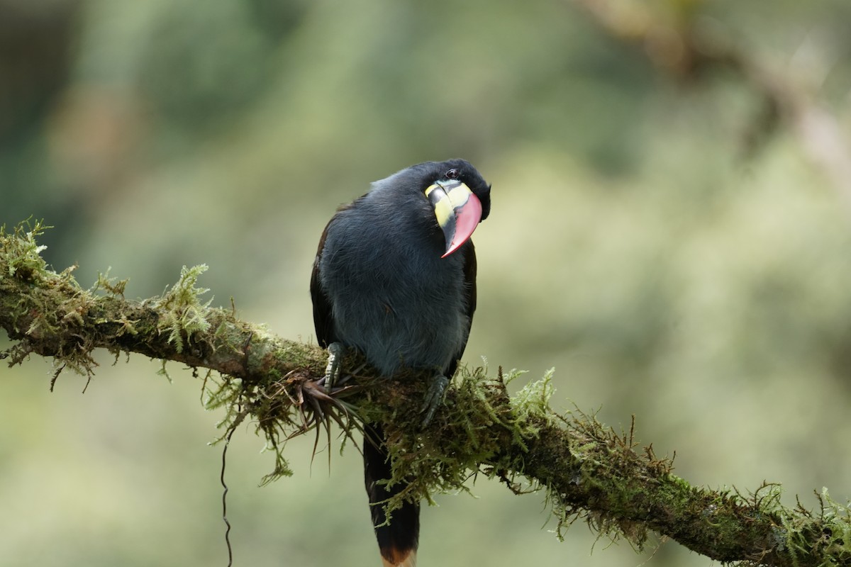Gray-breasted Mountain-Toucan - ML643922594