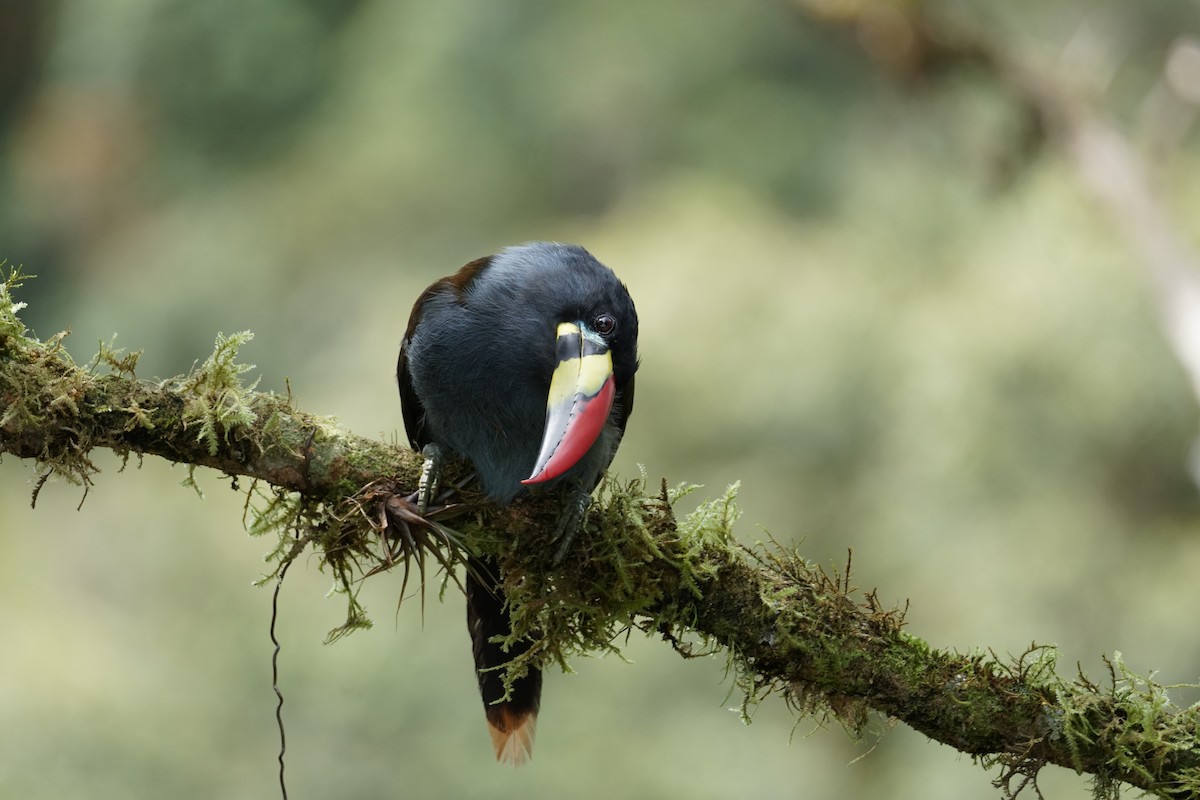 Gray-breasted Mountain-Toucan - ML643922595