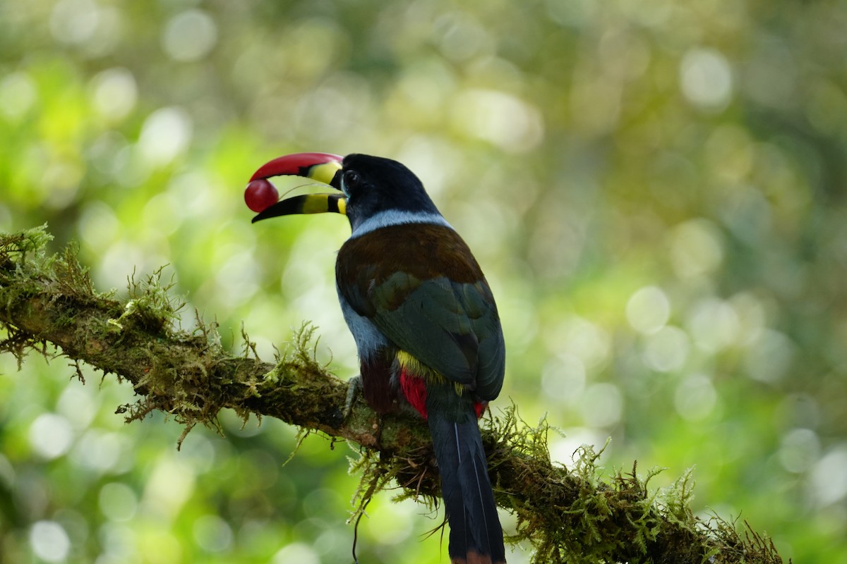 Gray-breasted Mountain-Toucan - ML643922596