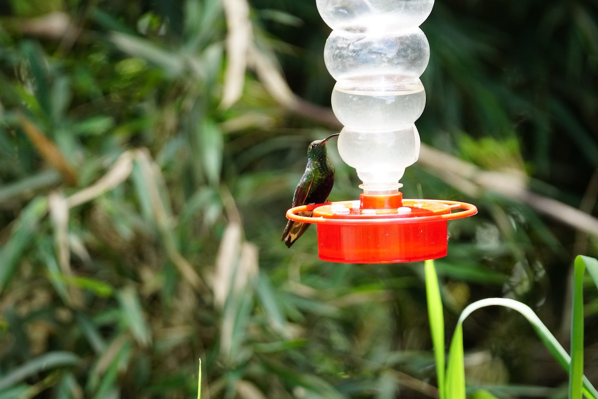 Mountain Velvetbreast - ML643922597