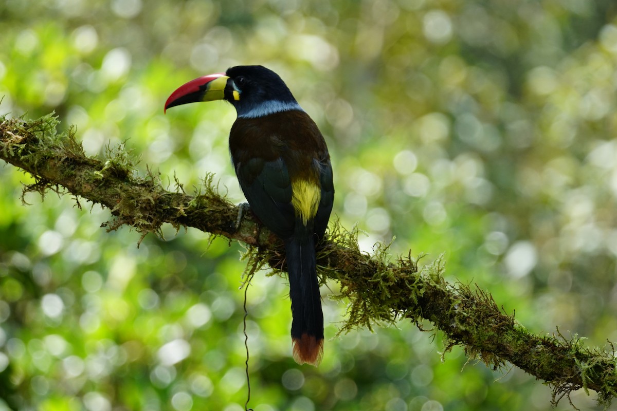 Gray-breasted Mountain-Toucan - ML643922598