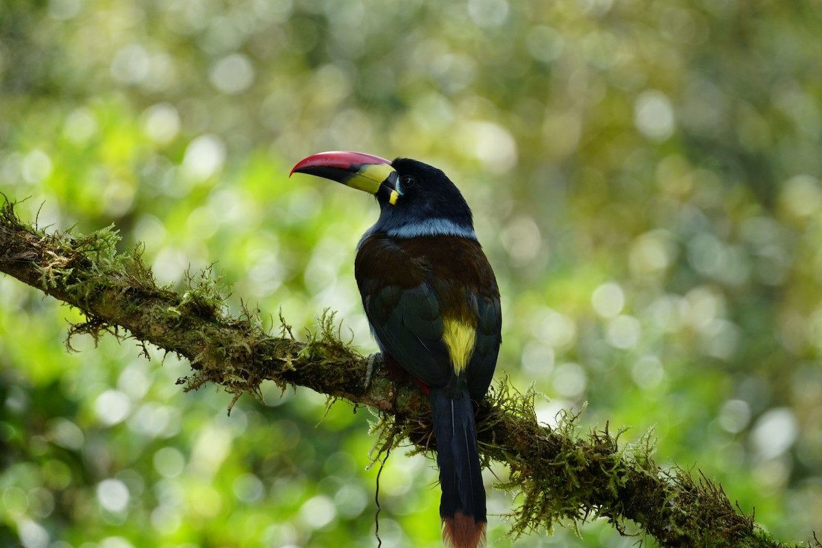 Gray-breasted Mountain-Toucan - ML643922599