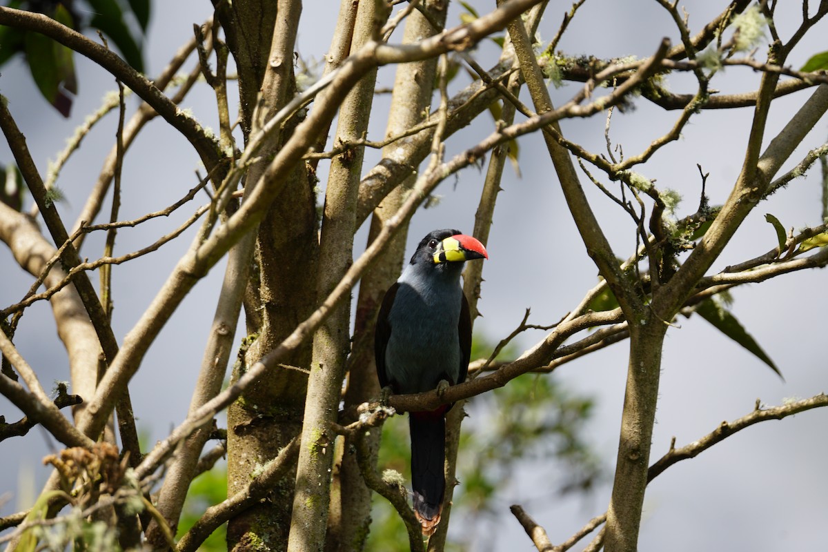 Gray-breasted Mountain-Toucan - ML643922602