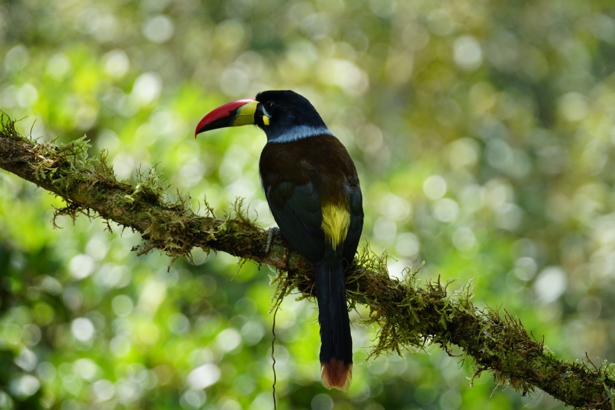 Gray-breasted Mountain-Toucan - ML643922603