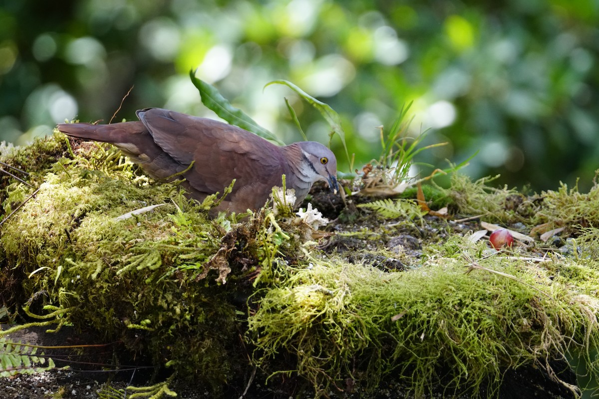 White-throated Quail-Dove - ML643922610