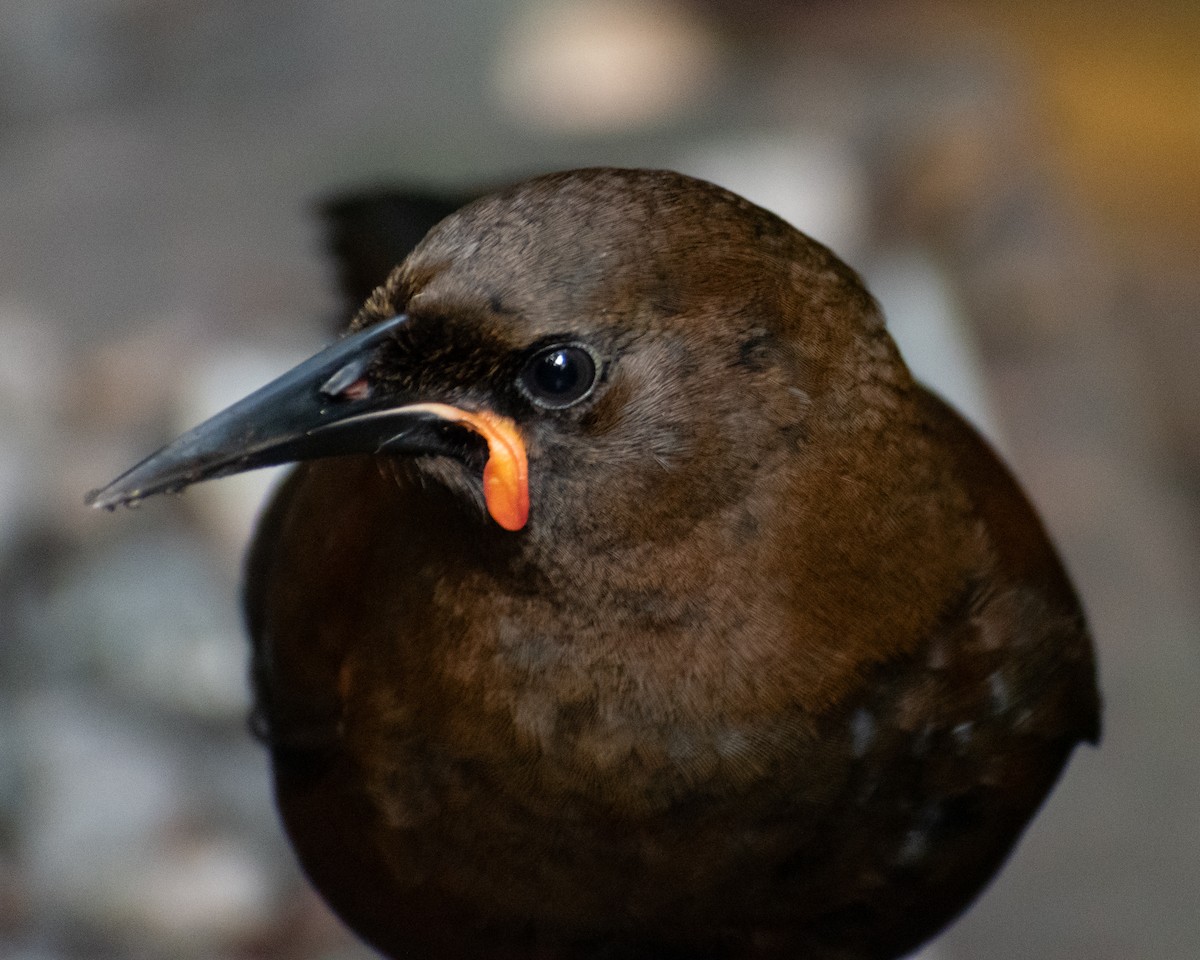 South Island Saddleback - ML643922611