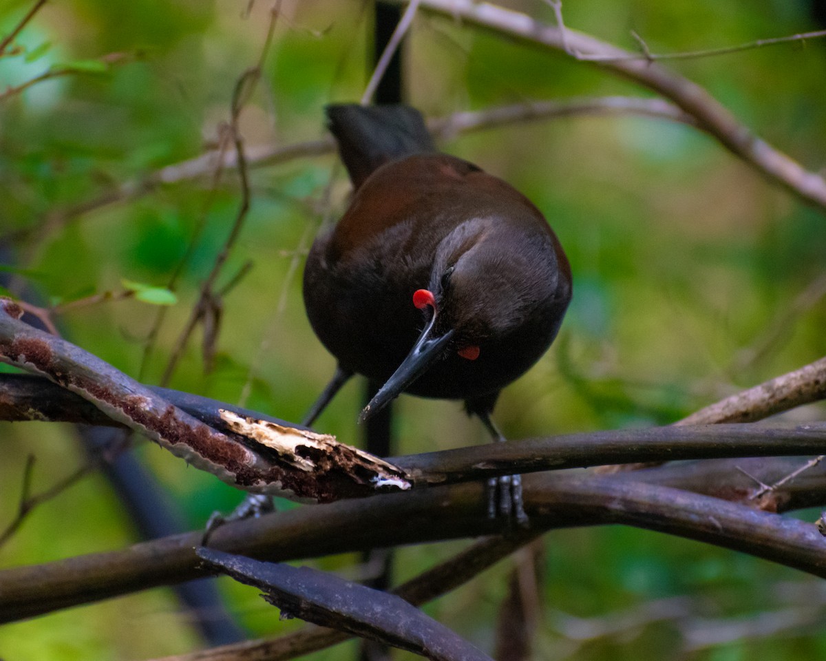 South Island Saddleback - ML643922612