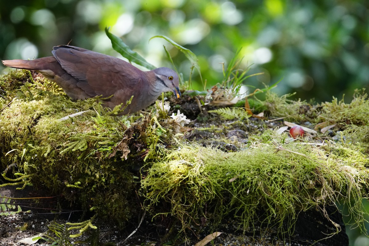 White-throated Quail-Dove - ML643922613