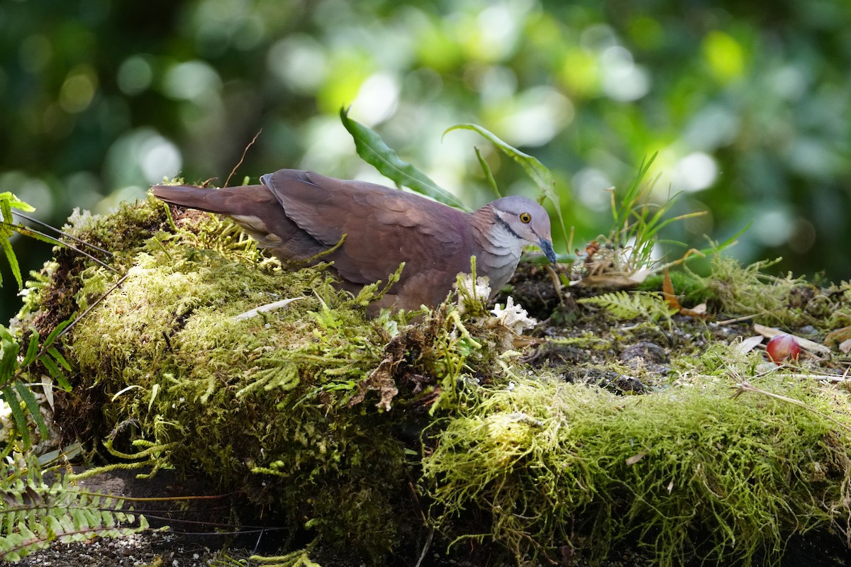 White-throated Quail-Dove - ML643922614