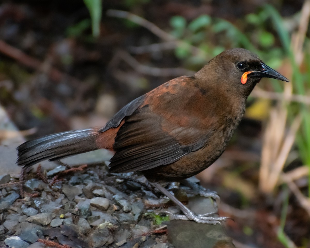 South Island Saddleback - ML643922615