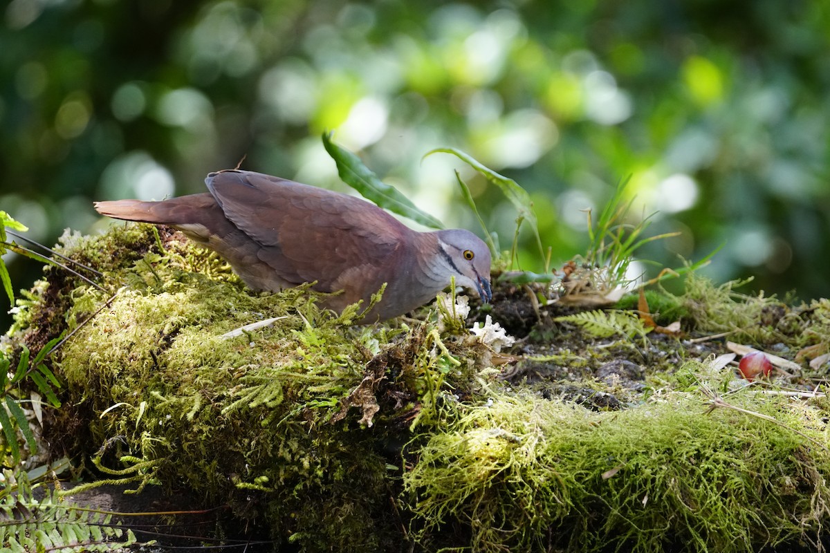 White-throated Quail-Dove - ML643922616