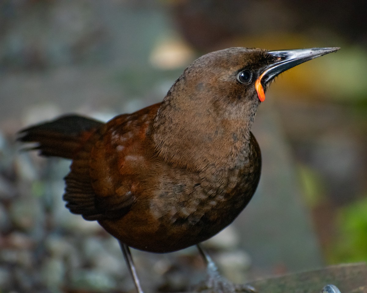 South Island Saddleback - ML643922617