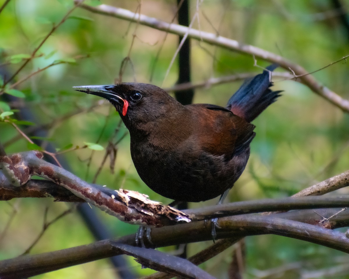 South Island Saddleback - ML643922618