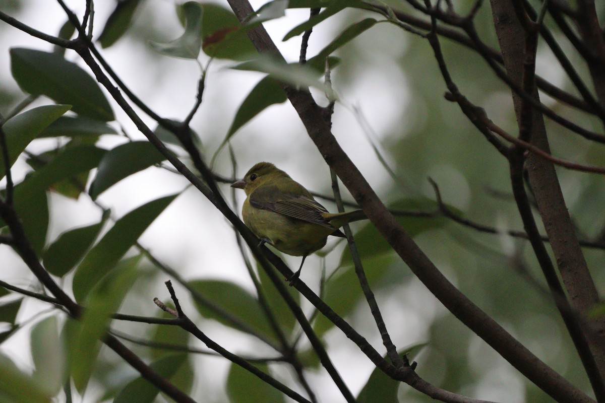 Scarlet Tanager - ML643922623