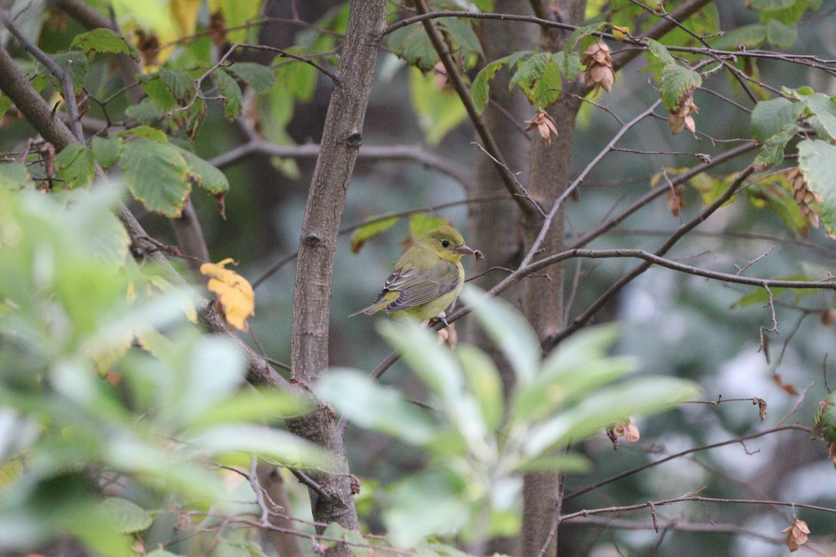 Scarlet Tanager - ML643922624