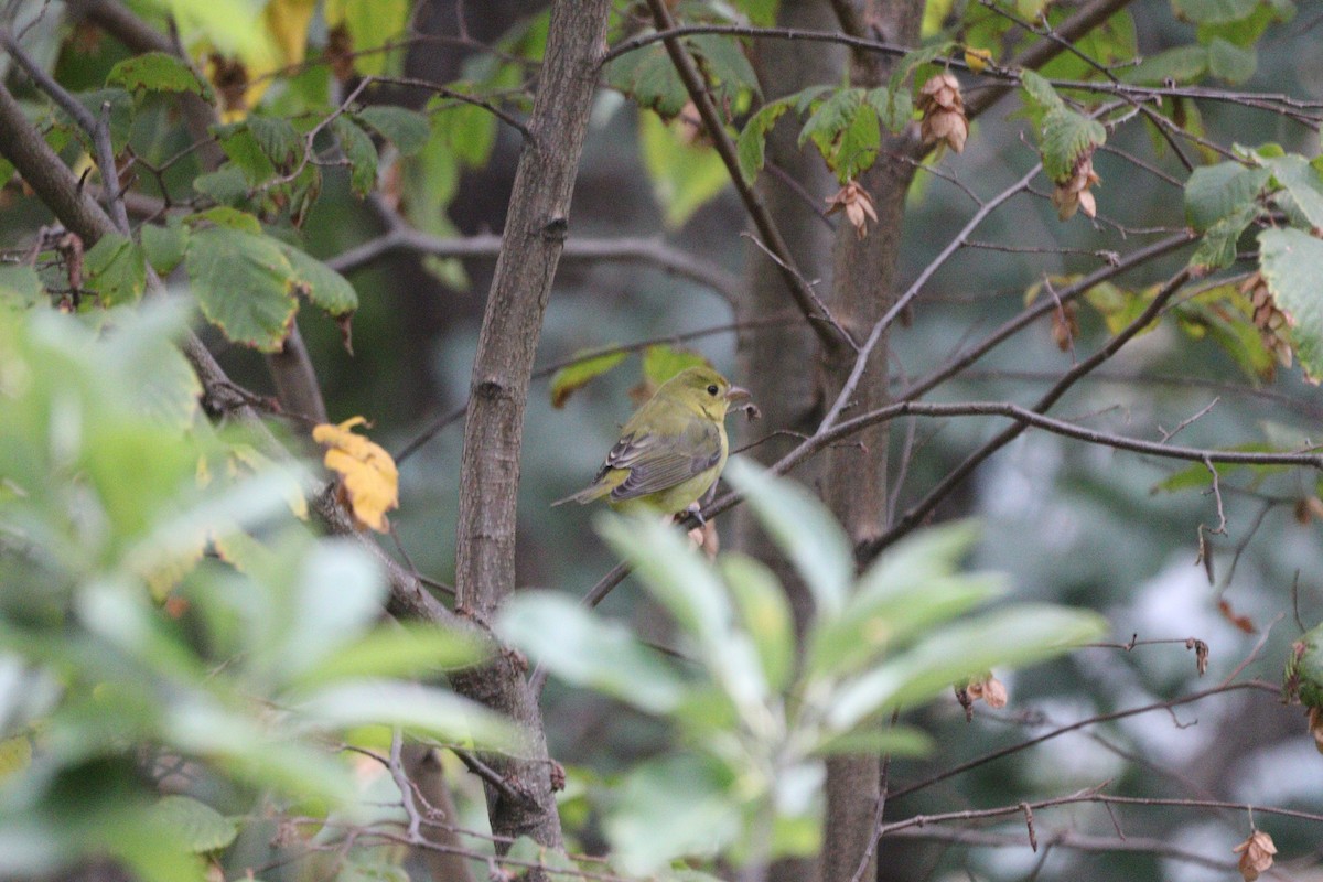 Scarlet Tanager - ML643922625