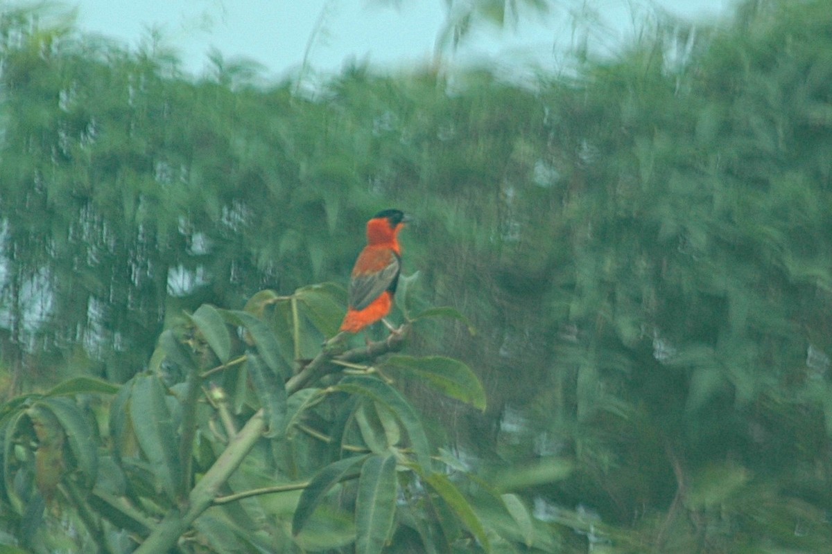 Northern Red Bishop - ML643922640