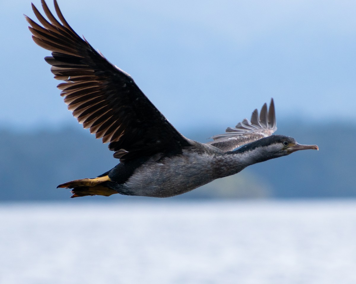Spotted Shag - ML643922687
