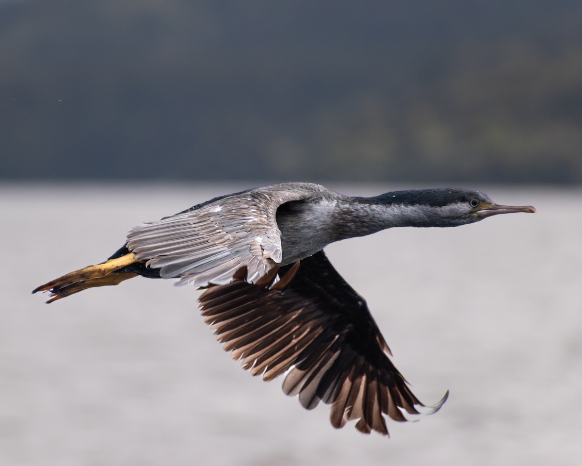 Spotted Shag - ML643922688